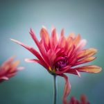 Adobe Photoshop CC 2015